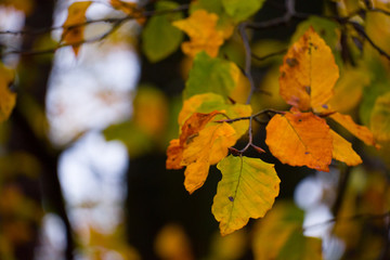 Deutscher Wald im Herbst