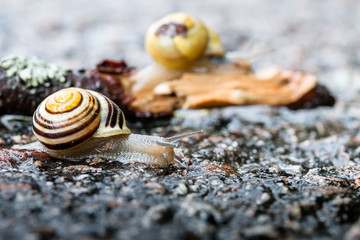 Snails crawling slow on the road