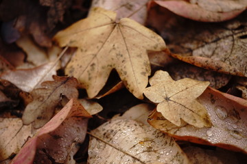 Brown dry maple leaves on the ground in foliage. Autumn forest. Natural background.