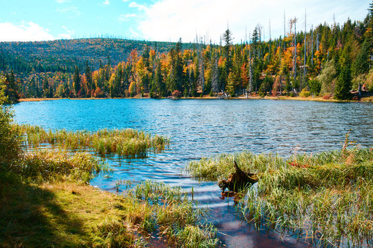  Autumn view of Lake Laka in Sumava National Park                              