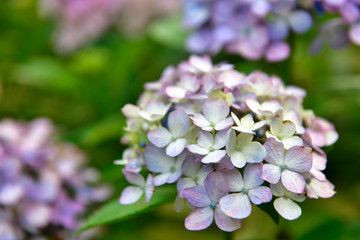 紫陽花