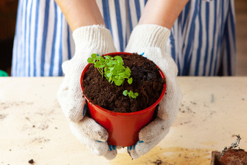 Woman holding a pot with a sprout in her hands. Gardening concept