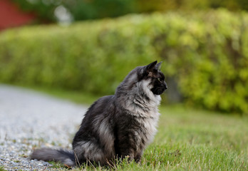 A norwegian forest cat male sitting outdoors