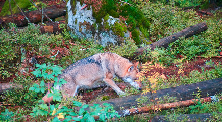 Close up of a wolf in Sumava National Park