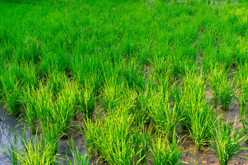 Rice fields rice fields