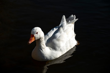 duck photo in natural environment