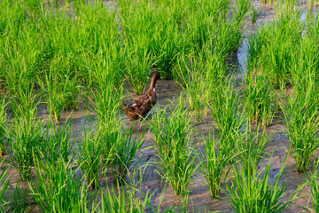 Ducks in the middle of the rice field