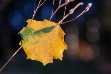 Herbstlaub, Blätter im Herbst