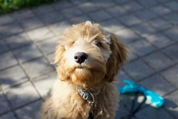 Adorable red labradoodle puppy dog