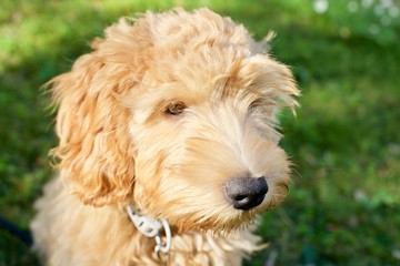 Adorable red labradoodle puppy dog
