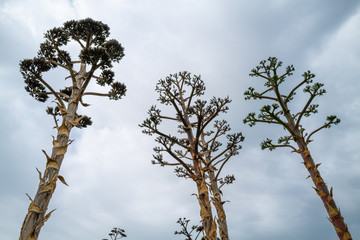 Cactus plants on desert landscape