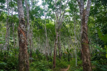 Rubber plantation, rubber forest photography from southern Thailand 