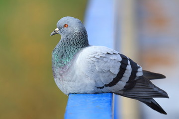 Pigeon resting on the fence in park