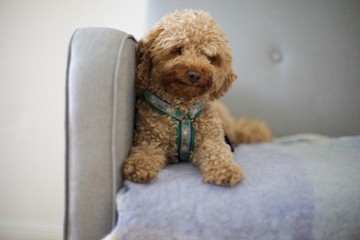 Cute fluffy red toy poodle at home