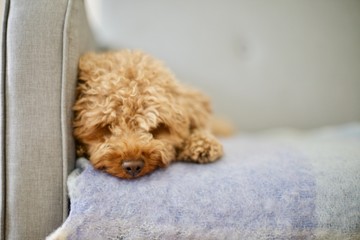 Cute fluffy red toy poodle at home