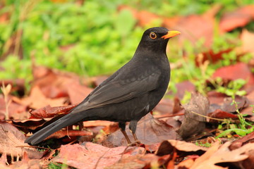 Common blackbird on the ground with fall leaves