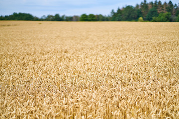 yellow field of wheat
