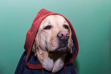 Retrato de un perro con capucha