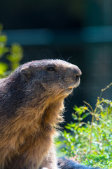 marmotte