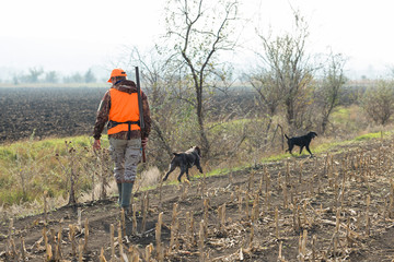 Hunting period, autumn season open. A hunter with a gun in his hands in hunting clothes in the autumn forest in search of a trophy. A man stands with weapons and hunting dogs tracking down the game.	