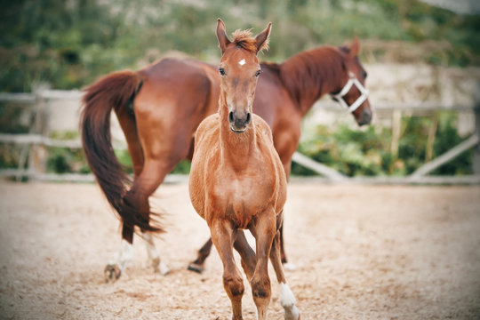 A frisky curious colt runs alongside an unsaddled mother in a farm paddock in a field in the summer.