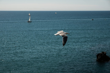 Mouette à la mer