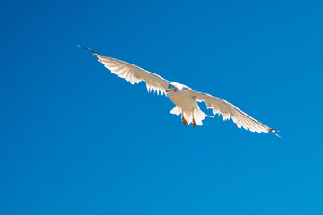 Mouette à la mer
