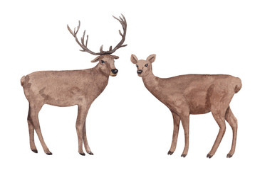 Noble deer male and female. Watercolor hand drawn wild forest animals set isolated on white background
