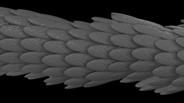 Horisonatal 3D tube formed by silver feathers glowing and flowing on black background, seamless loop. Animation. Abstract long figure with oval shaped feathers.