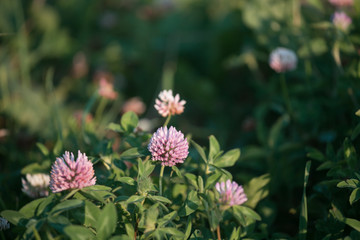 clover, beautiful, flower, nature, plant, pink, green