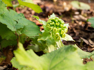 Flower of Giant Butterbur - Petasites japonicus - are bloom in Fukuoka prefecture, JAPAN.