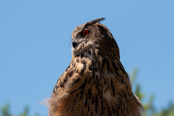 hibou