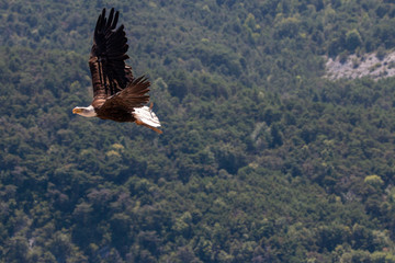 pygargue (aigle à tête blanche ) en vol 