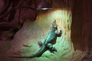 Cuban rock iguana (Cyclura nubila) warming up under halogen light in terrarium
