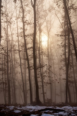 Obraz na płótnie Canvas Mist in the woods