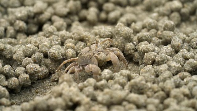 Ghost crab eating food on sand beach