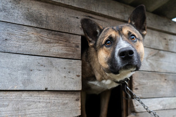  sad dog sits on a chain in a wooden booth. dog with sad eyes