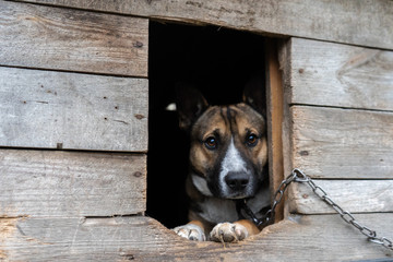  sad dog sits on a chain in a wooden booth. dog with sad eyes