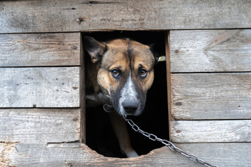  sad dog sits on a chain in a wooden booth. dog with sad eyes