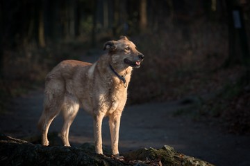 Hellbrauner Schäferhund Mischling  mit langem Fell und blauem Halsband steht auf einem Fels im Wald, beschienen durch Abendsonne