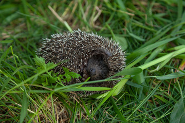 Hedgehog, wild, native, natural garden habitat on a green grass.  - Image
