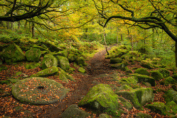Beautiful vibrant Autumn Fall forest landscape image of millstone in woodland in Peak District - obrazy, fototapety, plakaty