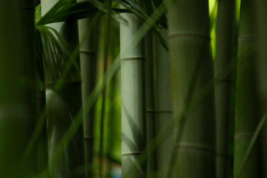 Bambous dans une jungle dense et humide d'Asie.	
