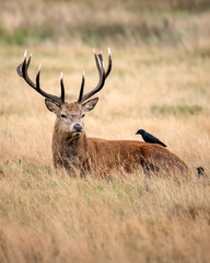 Sutning portrait of red deer stag Cervus Elaphus in Autumn Fall woodland landscape during the rut mating season