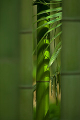 Bambou en troncs verts dans une forêt serrée d'Asie.