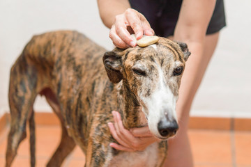 Washing dog  real action