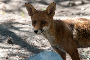 renard roux