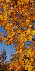 autumn leaves on tree