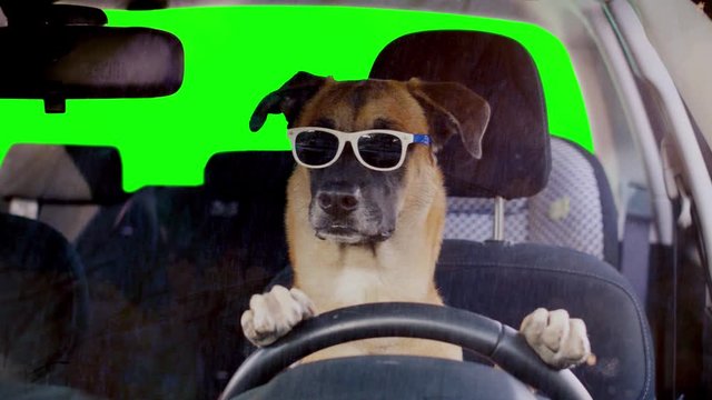 Dog driving a car wearing funny sunglasses, green screen background