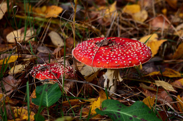 Muchomorki © Krzysztof